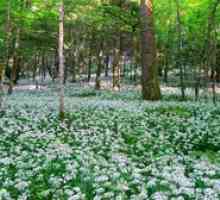 Ce flori cresc în pădure: plante interesante de pădure