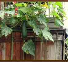 Ce legume pot fi cultivate pe balcon