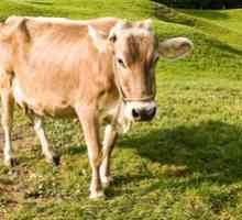 Care sunt avantajele și dezavantajele rasei de vaci Schwick: o caracteristică