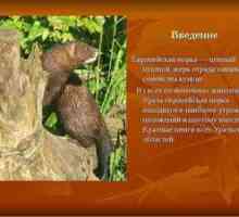 Ce animale sunt incluse în cartea roșie a Uralilor