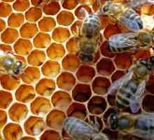 Cum fac albinele de miere miere?