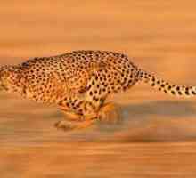 Ce animal din lume este cel mai rapid animal