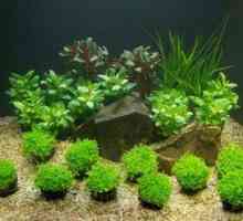 Care sol pentru acvariu și plante este mai bun - specia și alegerea potrivită