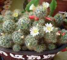 Cactus Mammillaria - miracol pufos: îngrijire la domiciliu