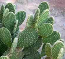 Cactus prickly pere: îngrijire la domiciliu