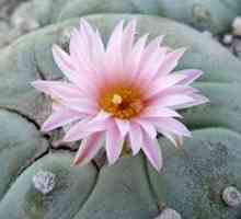 Cactus peyote: specie și descriere lophophora williamsii