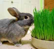 Ce fel de iarbă poate și nu poate fi dată iepurilor în formă proaspătă