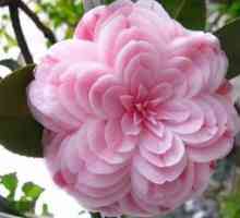 Camellia japoneză: îngrijire la domiciliu