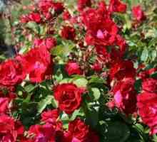 Canadian Park Rose: trăsături de trandafiri și demnitatea lor