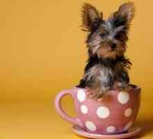 Miniature Yorkshire Terrier - cum să alegi, personajul