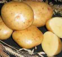 Cartofi gal ": descrierea și caracteristicile soiului