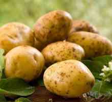 Potatoarea cartofului: trăsături de cultivare, descriere a soiului