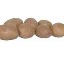 Cartofi rosari: o descriere a soiului și a particularităților cultivării