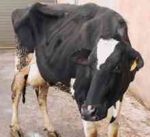 Cetoza la vaci: simptome și tratament