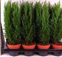 Cypress elwoodi: îngrijire și plantare acasă