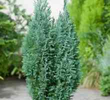 Cypress lavson elfwood: descriere, îngrijire și plantare