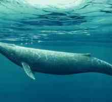 Balena este un pește sau este un mamifer?