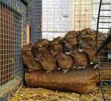 Cage pentru chinchilla: dimensiunea optimă, cum se face