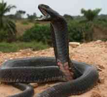 Cobra: la ceea ce șarpele poate să viseze în conformitate cu cărțile de vis