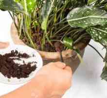 Cafea ca un îngrășământ pentru culturile de interior și de grădină