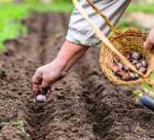 Când și cum să planteze usturoiul