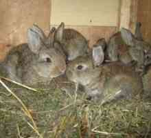 Când să planteze iepuri dintr-un iepure, tipurile și calendarul de plantare a animalelor tinere