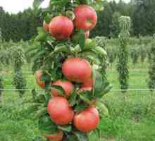 Colt în formă de măr: cultivarea și îngrijirea