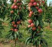 Coloane în formă de măr: varietăți pentru siberia