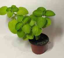 Peppermint - plantă multifuncțională