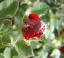 Spărtură cameră paianjen pe un trandafir, prezintă un parazit, cum să lupte