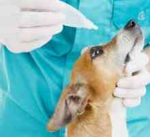 Conjunctivita la câini: caracteristicile bolii și tratamentul