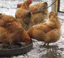 Hrănirea găinilor de găină la domiciliu cu diferite tipuri de hrană