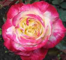 Regina de trandafiri ceai-hibrid în două culori, dublă delimită