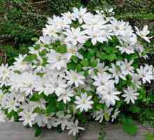 Flori albe frumoase pentru un teren de gradina