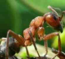 Cine mănâncă furnici în natură, ce mănâncă furnicile, dieta lor
