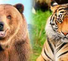 Cine este mai puternic: un tigru, un urs sau un leu?