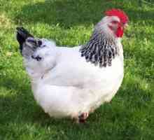 Chicken Adler argintiu: descriere și conținut