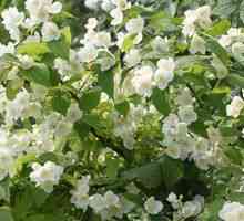 Arbust Jasmine. Caracteristici de plantare și de îngrijire