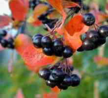 Proprietăți terapeutice de ashberry chokeberry