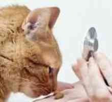 Leucemia la pisici: cauze, simptome și tratament