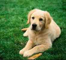 Leptospiroza la câini: simptome și tratament
