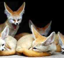 Fox vulpe sau vulpe desert