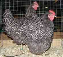 Cele mai bune rase de pui Carne de direcție de ouă: descriere și fotografie