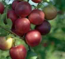 Cele mai bune soiuri de prune de cires pentru regiunea Moscovei: plantare și îngrijire