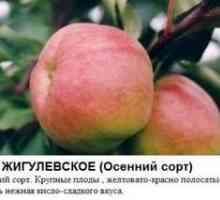 Cele mai bune soiuri de mere pentru Siberia: descriere și descriere