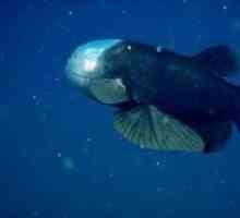 Little Macropean - un pește extraordinar transparent