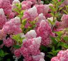 Floarea visului Hidranta Vanilie Frize: plantarea și îngrijirea