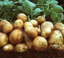 Metoda de plantare și cultivare a cartofilor sub paie