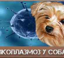Micoplasmoza la câini: simptome și tratament