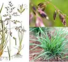 Meadowgrass luncă: descriere, caracteristici de plantare și de îngrijire
